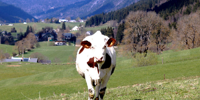 Accueil Ferme Vercors