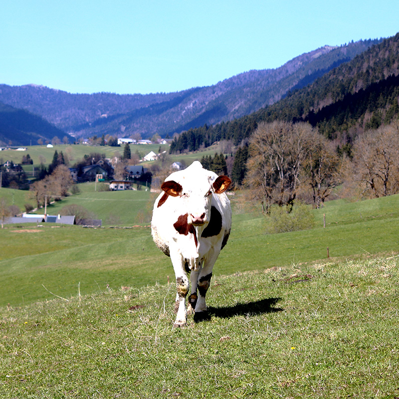 vache-800x800-ferme-de-la-bourriere Accueil Ferme Vercors